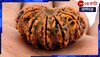 Benefits of Twelve Faces Rudraksha: আপনার যে কোনও কঠিন রোগের উপশম বারোমুখী রুদ্রাক্ষে 