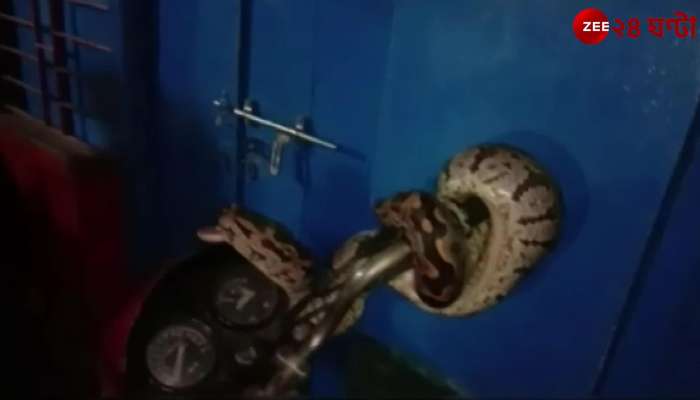 An 8-foot Python snake tied to the handle of a bike Basirhat