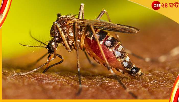 Dengue In Bengal: পুজোর আগেই উদ্বেগ বাড়িয়ে বাংলায় সংক্রমণ বাড়ছে ডেঙ্গির বিপজ্জনক ভ্যারিয়্যান্টের