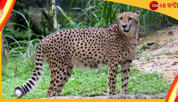 Cheetah: চিতা ১০১! ভারতের নতুন বুনো অতিথি কেন আলাদা…