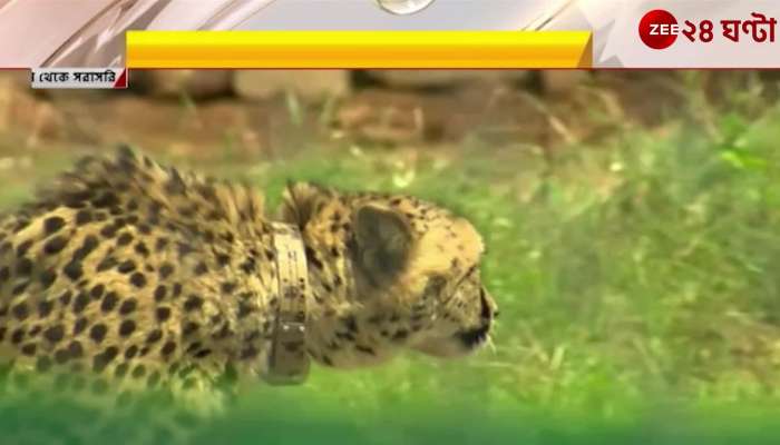 Cheetah in India after 70 years | Zee 24 Ghanta