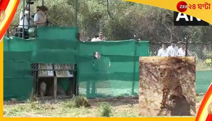 Cheetah In India: ঐতিহাসিক! মোদীর জন্মদিনেই ৭০ বছর পর আকাশপথে ঘরে এল ৮ চিতা