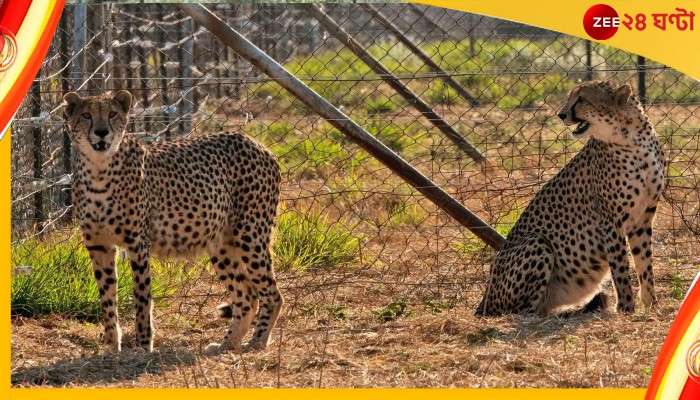 Cheetah In India: ভারতে চিতা এলেও পুজোতেই দেখার সুযোগ পাচ্ছেন না বাঙালিরা!