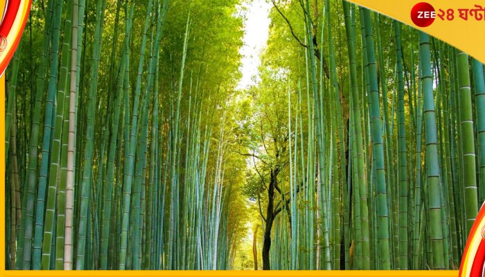 World Bamboo Day: বিশ্ব বাঁশ দিবসে জেনে নিন বাঁশ সম্বন্ধে কয়েকটি অজানা কথা...