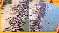 ব্রাজিলের সৈকতে কুমিরের মতো দেখতে হাজার হাজার প্রাণী ঘুরে বেড়াচ্ছে কেন?