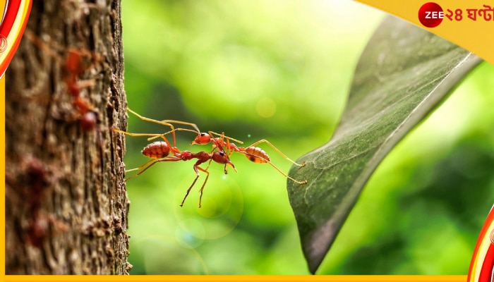 Ants On Earth: পিঁপড়ের ওজন ১২০০ কোটি কিলোগ্রাম! কী ভাবে? জানতে ক্লিক করুন...