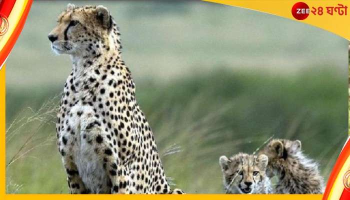 Cheetah In India: গর্ভবতী কুনোর এক চিতা! ভারতে বাড়ছে বিগ ক্যাটের সংখ্যা?
