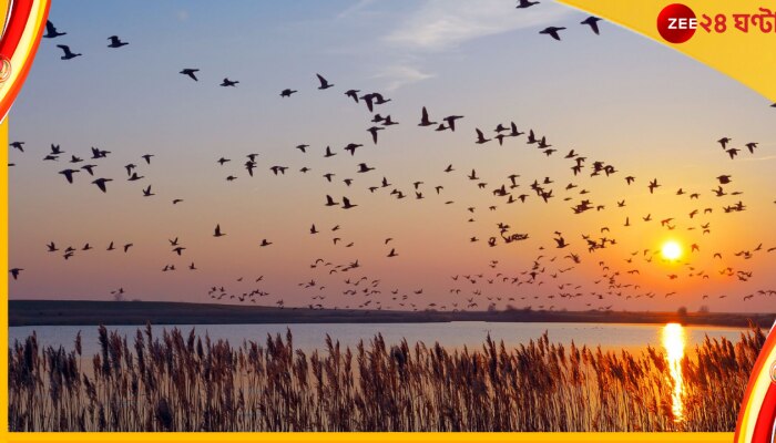 World Migratory Bird Day: কেন এভাবে যুগ যুগ ধরে বাইরে দূরে উড়ে বেড়ায় পরিযায়ী পাখির দল?