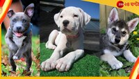 Dog : জানেন কি, ভারতে এই সাত জাতের কুকুর পোষা অপরাধ?