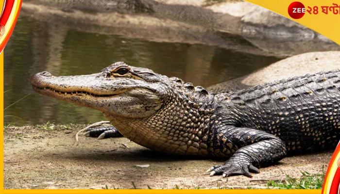 Vegetarian Crocodile : শুদ্ধ-শাকাহারী কুমির বাবিয়া প্রয়াত, কেরালায় শ্রদ্ধা জানাতে ভক্তদের ভিড়!