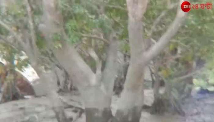 Exclusive: Tigress with cubs in Sundarbans, caught on conservation worker Anil Mistry's camera | Zee 24 Ghanta