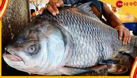 পেল্লায় কাতলা জালে! যেমন ওজন তেমনই দাম, বাংলাদেশের মাছবাজারে হইহই... 