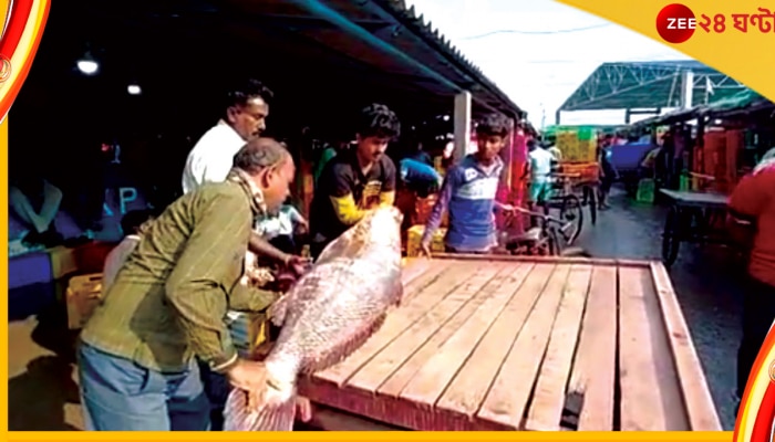 Telia Bhola Fish: দীঘা মোহনায় জালে পড়ল বিশাল তেলিয়া ভোলা, দাম শুনলে চোখ কপালে উঠবে