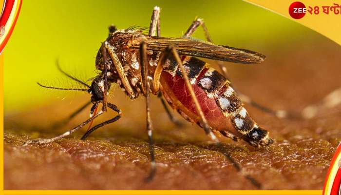 Dengue:  রাজ্যে ডেঙ্গি পরিস্থিতি মোকাবিলায় বড় সিদ্ধান্ত নবান্নের