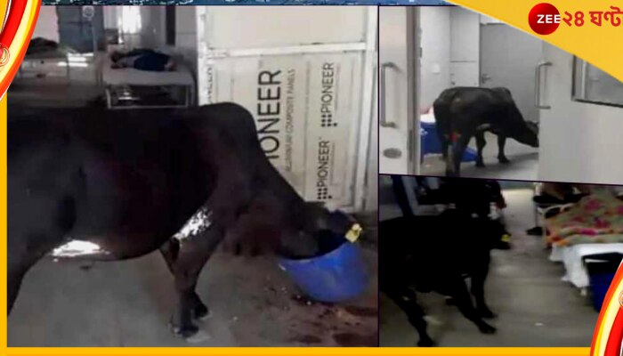 Cow in ICU: আইসিইউ ওয়ার্ডে অবাধে ঘুরছে গোরু, ভাইরাল জেলা হাসপাতালের ওই ভিডিয়ো