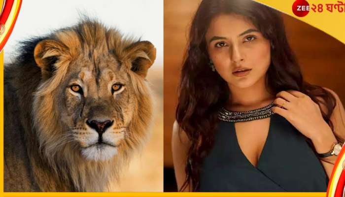 Shehnaaz Gill : 'তুমি যে ঘরে কে তা জানত...', দুয়ারে সিংহ, দে দৌড় শেহনাজের