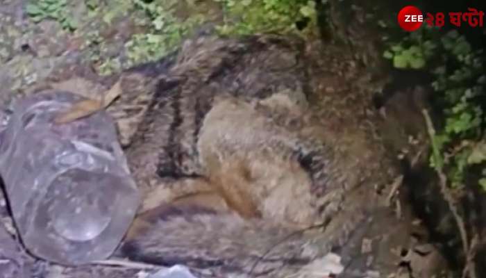Jalpaiguri: Fox in danger, forest department saves life