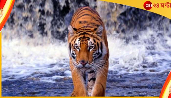   Royal Bengal Tiger: পড়ন্ত বিকেলে সুন্দরবনের জঙ্গল থেকে বেরিয়ে এল বাঘ...