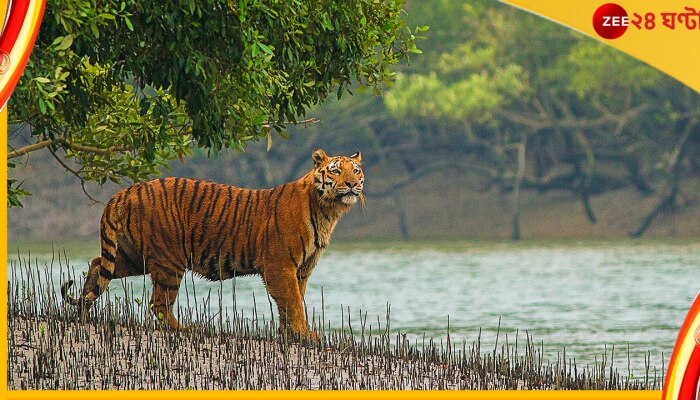 গাছে ক্যামেরার ফাঁদ, নীচে পচা মাংস! ধীরে ধীরে এগিয়ে আসছে রয়্যাল বেঙ্গল... গাছে ক্যামেরার ফাঁদ, নীচে পচা মাংস! ধীরে ধীরে এগিয়ে আসছে রয়্যাল বেঙ্গল...