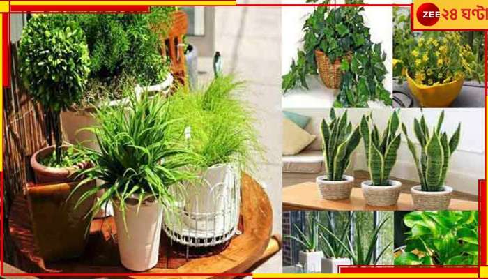 Home Tips: অমঙ্গল এড়াতে বাড়িতে কখনই রাখবেন না এই পাঁচ গাছ