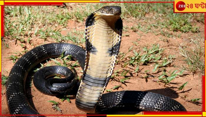 WATCH: মাতালকে কামড়াতেই মৃত্যু কোবরার! প্যাকেটে মরা সাপ ভরে সোজা হাসপাতালে...