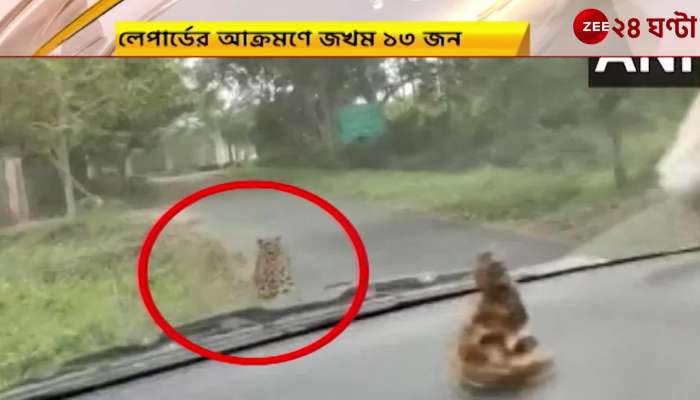  Leopard attack in Assam, injured 13 