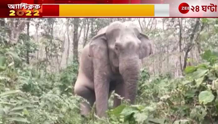 Sick elephants in Nagarakata forest for last 2 months