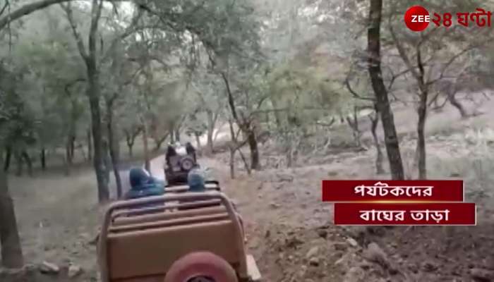 Rajasthan Tourists are chased by tigers in Ranthambore Sanctuary Salt Lake family caught on camera Zee 24 Ghanta