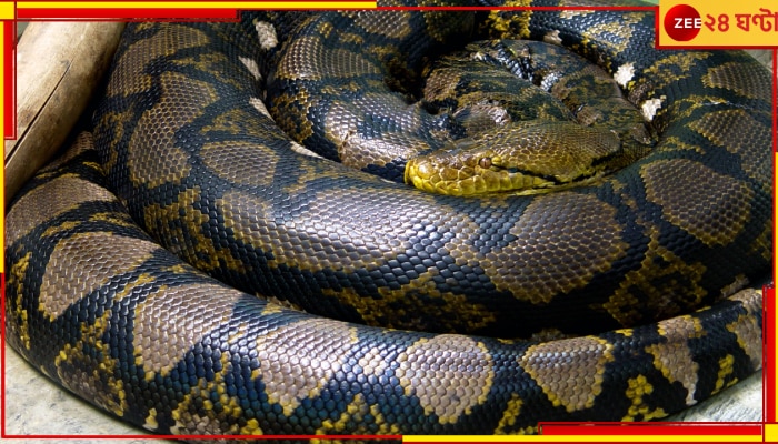 Python on Moving Car&#039;s Windscreen: রাতে গাড়ি চালাচ্ছিলেন ভদ্রলোক, হঠাৎ পিছনে তাকিয়ে যা দেখলেন তাতে  আত্মারাম খাঁচাছাড়া...