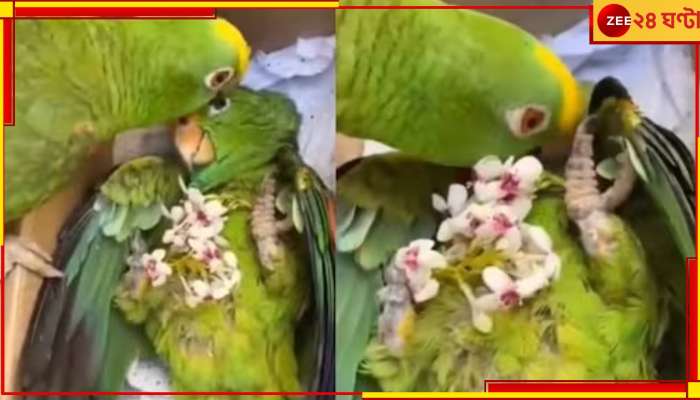 Watch: 'ওদেরও মন আছে,' বন্ধু বিয়োগে গুমড়ে কাঁদছে সঙ্গী টিয়া, ভরিয়ে দিচ্ছে আদরে!