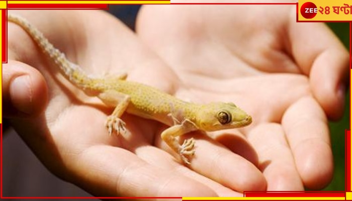 lizard on Humans: আচমকা গায়ে পড়েছে টিকটিকি? হয় জ্যকপট, নয় মৃত্যু! 