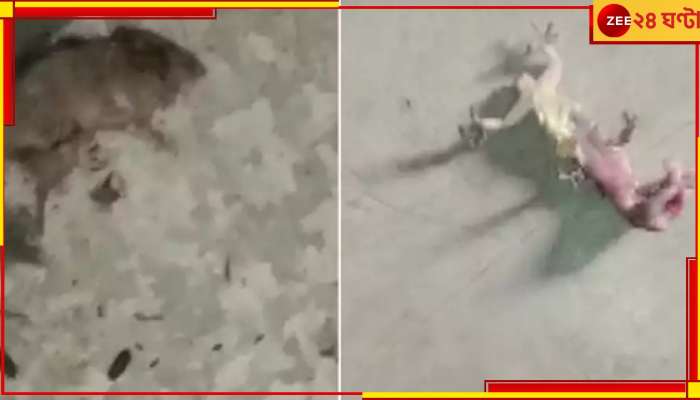 মিড ডে মিলের চালে মরা টিকটিকি-ইঁদুর! কড়া ব্যবস্থা নিল শিক্ষা দফতর মিড ডে মিলের চালে মরা টিকটিকি-ইঁদুর! কড়া ব্যবস্থা নিল শিক্ষা দফতর
