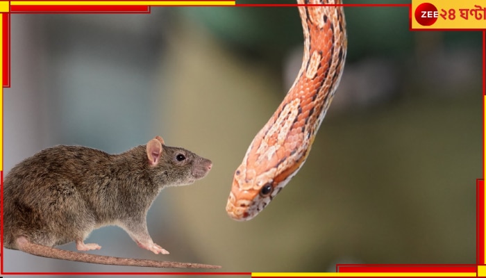 Watch | Using Snake to Remove Rats: হাতে সাপ ধরে ইঁদুর তাড়ানো! দেখে আঁতকে উঠছে নেটপাড়া; আপনিও দেখুন...