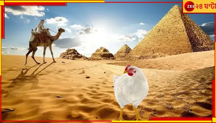 Egypt&#039;s Economic Situation: মিশরকে অর্থনৈতিক সংকট থেকে টেনে তুলবে মুরগির পা? চিকেনফিট নিয়ে উত্তাল পিরামিডের দেশ...