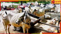 গোবর রুখে দিতে পারে তেজস্ক্রিয় বিকিরণ, গোরুপাচার মামলায় রায় দিয়ে একাধিক আজব মন্তব্