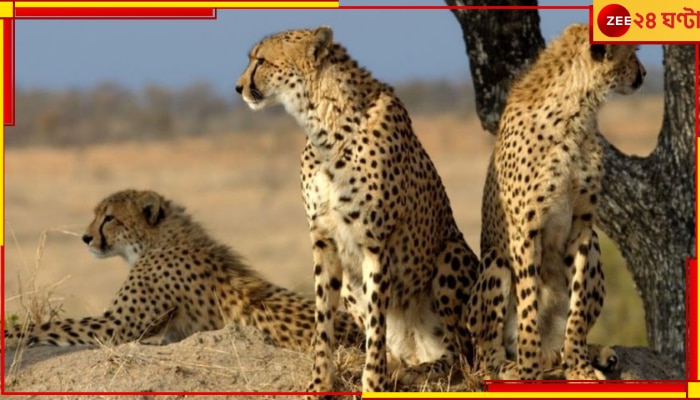 South Africa to Send Cheetahs to India: আগামী দশ বছর ধরে আফ্রিকা থেকে ভারতে উড়ে আসবে চিতা! কেন জানেন?