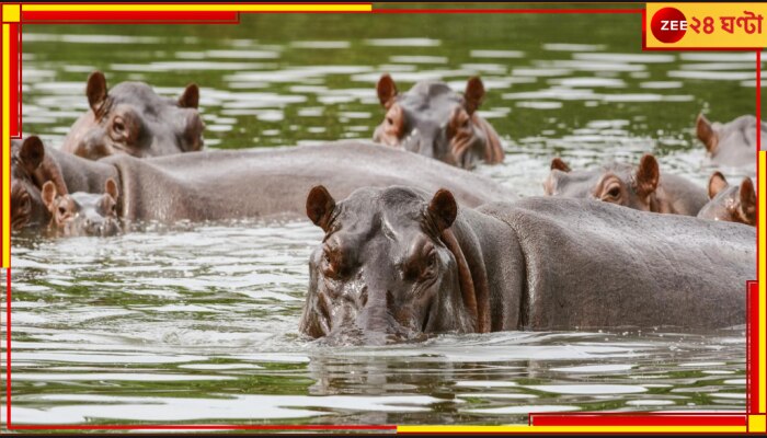 Cocaine Hippo: এবার এসকোবারের ছায়া ভারতে, দেশে আসছে &#039;কোকেন হিপ্পো&#039;