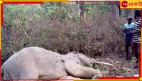 সেনার গোলাগুলিতেই বেঘোরে গেল প্রাণ! শালুগাড়া রেঞ্জে মিলল হাতির মৃতদেহ