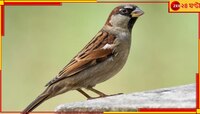 আনে সৌভাগ্য, দূর করে নেগেটিভ এনার্জি! জানুন চড়াই পাখির অসাধারণ বাস্তুগুণ...