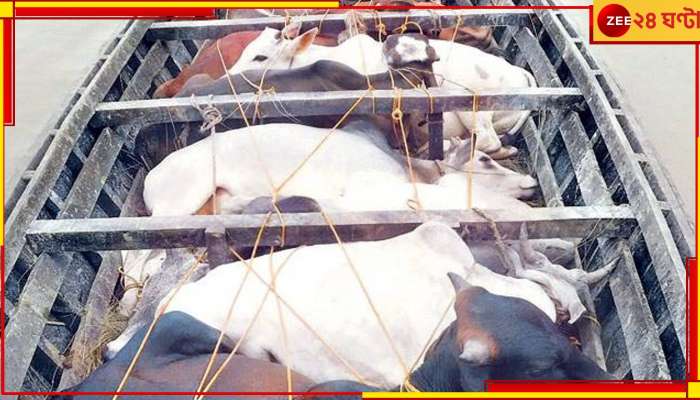  Cattle Smuggling Case: প্রশ্নে শ্বশুরবাড়ির সম্পত্তি! গরুপাচার কাণ্ডে সিউড়ির আইসিকে দিল্লিতে ফের তলব ইডির