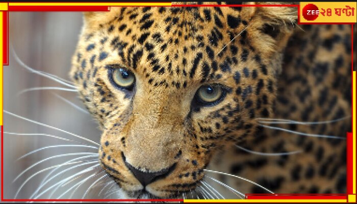Leopard Streching: অবাক কাণ্ড! ঘুম থেকে উঠে যোগাসন করছে চিতা! দেখুন সেই ভাইরাল ভিডিয়ো...
