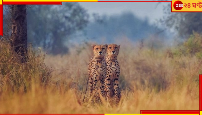 Kuno National Park: ওবান বেরিয়ে গিয়েছিল আগেই, এবার জঙ্গল ছেড়ে প্রেমিকের খোঁজে লোকালয়ে ঢুকে পড়ল আশাও...