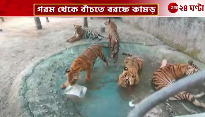 Tigers and bears are eating ice to escape from the heat watch the viral video