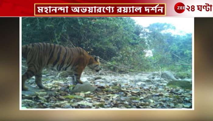 Royal Bengal Tiger saw Royal Bengal Tiger at Mahananda Forest