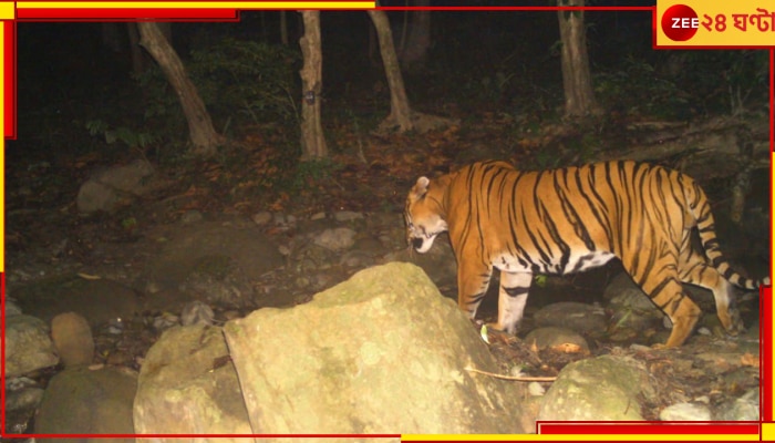 Royal Bengal Tiger: আবার ২০ বছর পর, মহানন্দায় মিলল রয়্যাল বেঙ্গল টাইগার 