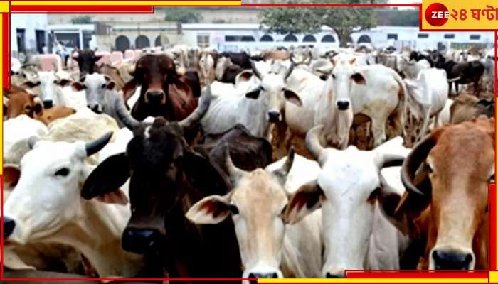 Cattle Smuggling case: এনামুলের কোম্পানির সঙ্গে ৫০ কোটিরও বেশি লেনদেন রবিন টিব্রেওয়ালের!