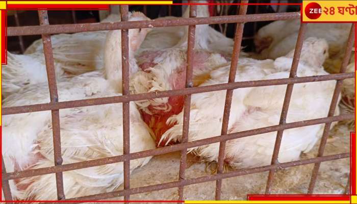 Chicken Price Hike: মুরগির দামে আগুন! গিলে-মেটেই ভরসা মধ্যবিত্তের 