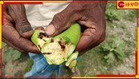 শিলাবৃষ্টিতে বেগুন চাষে ব্যাপক ক্ষতি, ঋণ নিয়ে বিপাকে চাষিরা