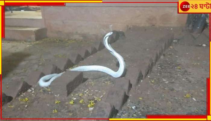 Rare and deadly albino cobra: ধবধবে সাদা কোবরা, বৃষ্টি হতেই বিরল এই বিষধর সাপ ঢুকল গৃহস্থের বাড়ি