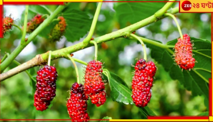 Nutritional Value of Mulberry: আপনার হাতের কাছের চেনা এই গাছেই ক্যানসারমুক্তির উপায়...